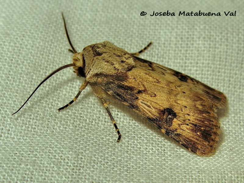 Agrotis catalaunensis - Noctuidae 160817